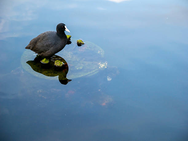 Australian Coot resting on a rock by the lake