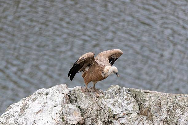 istock Gyps fulvus, griffon vulture with half-extended wings, perched on rock, looking down. Blurred river in background. Monfragüe, Extremadura, Spain 2209621399