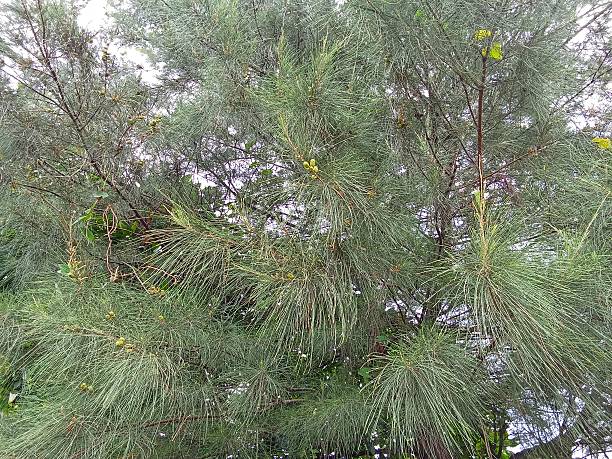 istock Casuarina equisetifolia L 2209622615