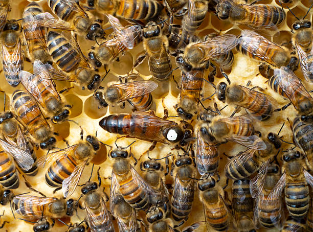 istock The Queen Bee lays her eggs in the honeycomb. 2209623280