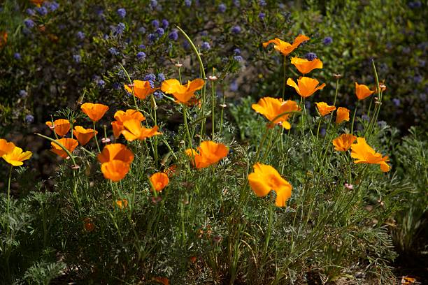 istock California golden poppies on a sunny hillside 2209623498