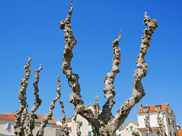 istock Trimmed tree branches. Crown formation in spring, health pruning 2209625840
