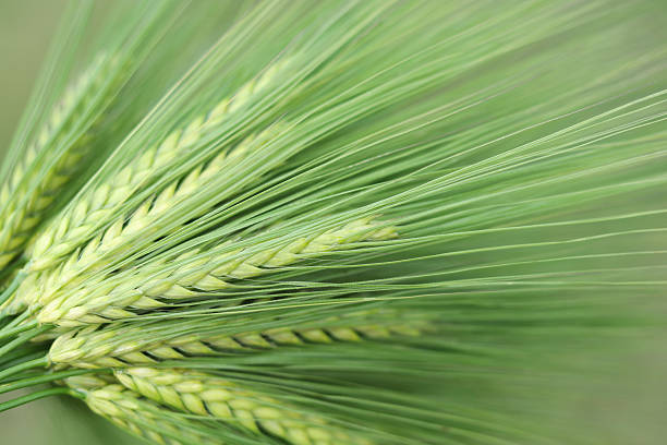 istock Green Barley Ears in Macro View 2209626245