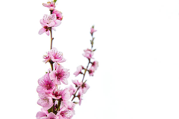 Delicate pink cherry blossoms blooming on a thin branch with a white background. Isolated flowering fruit tree branch with vibrant pink petals on white background. Copy space