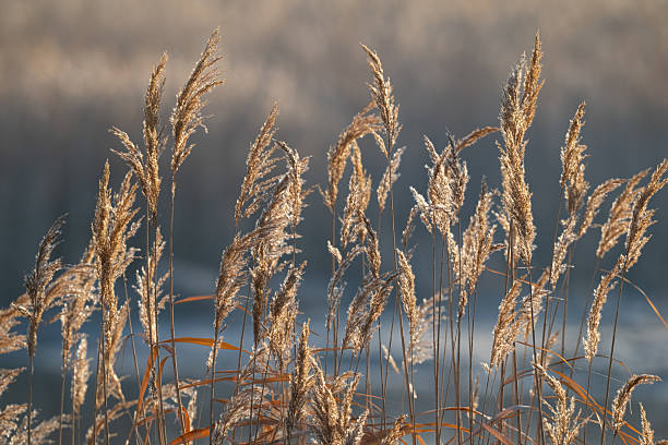 istock Background of dry reeds in the sunset light. 2209626425