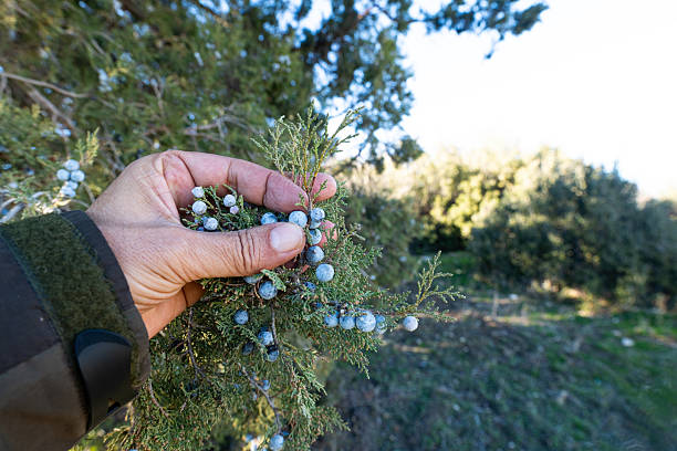 Juniper Tree Berries Closeup detail - Colorful blueish berries detail on Juniper Tree branches.