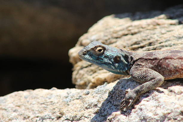 istock Lizard on a rock in the sun 2209631391