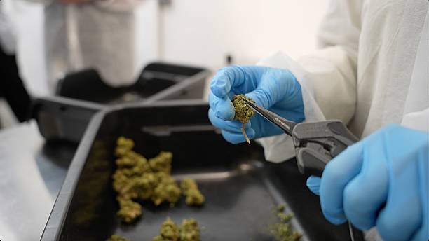 istock Cannabis Manufacturing facility tour 2209631599