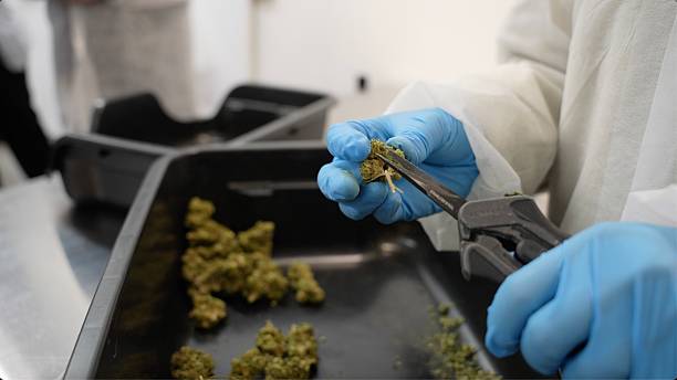 istock Cannabis Manufacturing facility tour 2209631602