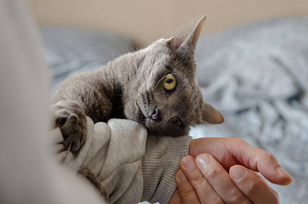 The cat leans on her owner's arm, playfully swatting and engaging in a lighthearted game. A sweet display of bonding and playful interaction between them.