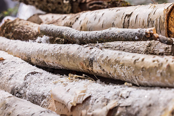 Snow, white bark and litchen on a birch tree in nothern Minnesota.
