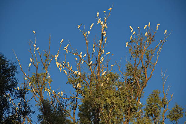istock Cockatoos on a tree in Crystal Brook, South Australia, Australia 2209634823