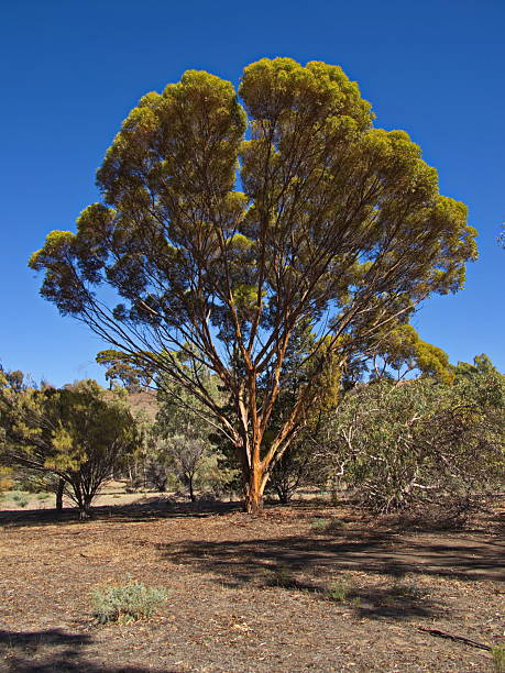 istock Mallee eucalyptus tree in Bowman Park in Crystal Brook, South Australia, Australia 2209634882