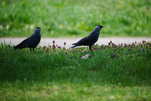 Two black birds with silver-gray heads are seen foraging in a lush, green grass field dotted with wildflowers. The vibrant spring setting and natural behavior evoke a calm, observational mood.