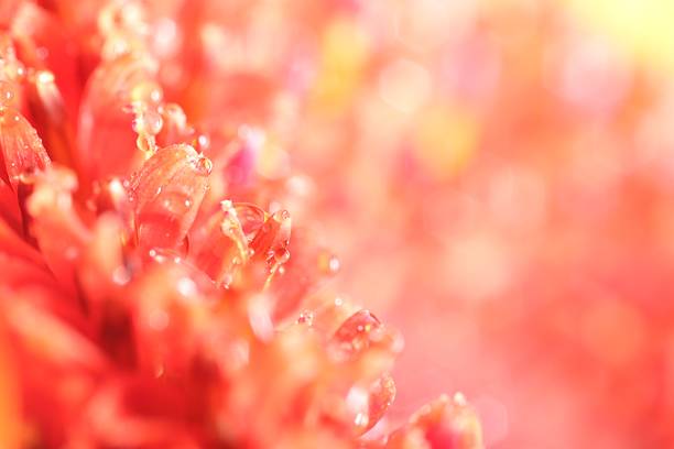 Beautiful flower with water drops, macro view