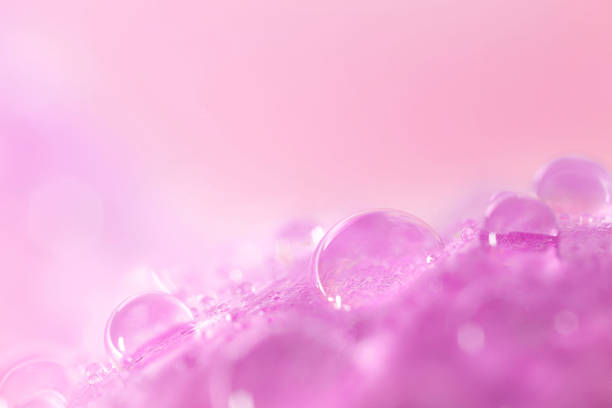 istock Beautiful flower with water drops on blurred background, macro view 2209639533