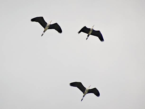 a graceful flight of migratory birds