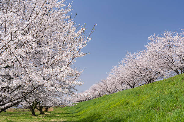 istock Refreshing spring blue skies and cherry blossoms in full bloom 2209644339