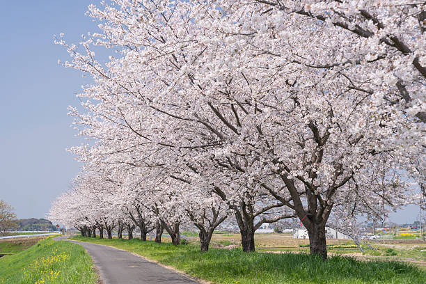 istock Refreshing spring blue skies and cherry blossoms in full bloom 2209644394