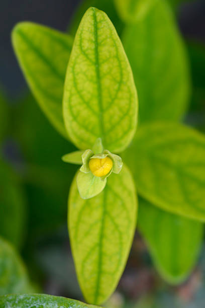 St. Johns Wort hybrid flower bud - Latin name - Hypericum inodorum Magical Beauty