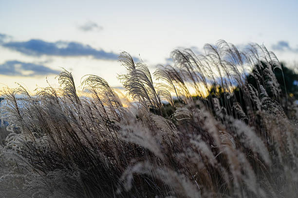 istock a field of reeds 2209646207