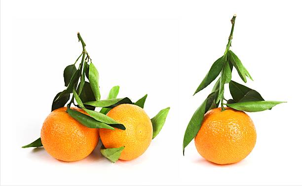 istock Tangerines set with stems with leaves 2209650028