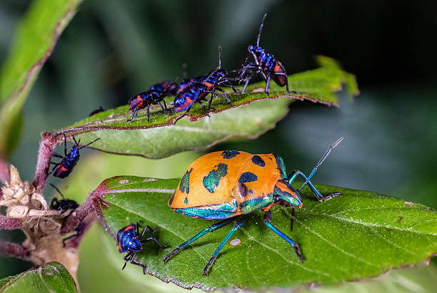 This striking macro photo captures a cotton harlequin beetle (Tectocoris diophthalmus) adult with a vivid orange and black patterned shell resting on a green leaf. Surrounding her are numerous brightly coloured nymphs in shades of electric blue and pink.
