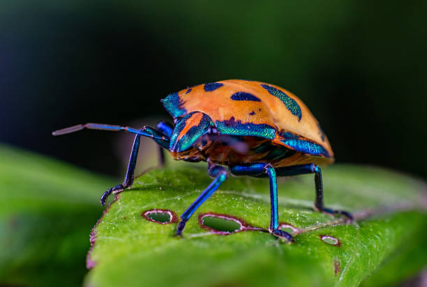 This striking macro photo captures a cotton harlequin beetle (Tectocoris diophthalmus) adult with a vivid orange and black patterned shell resting on a green leaf. Surrounding her are numerous brightly coloured nymphs in shades of electric blue and pink.
