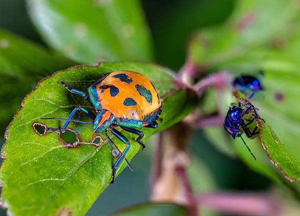 This striking macro photo captures a cotton harlequin beetle (Tectocoris diophthalmus) adult with a vivid orange and black patterned shell resting on a green leaf. Surrounding her are numerous brightly coloured nymphs in shades of electric blue and pink.