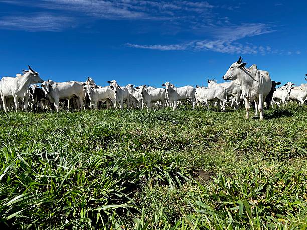 istock Herd of cows and calves nellore bovine animals on high intensive grass system project. Livestock ranch 2209650718
