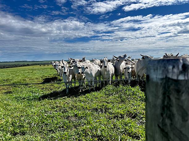 Herd of cows and calves nellore bovine animals on high intensive grass system project. Livestock ranch