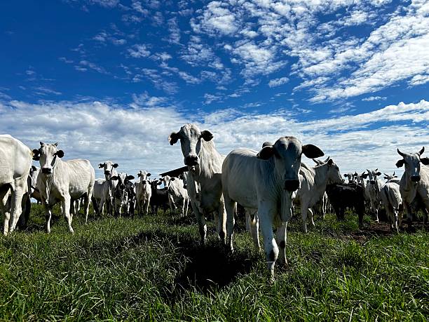 istock Herd of cows and calves nellore bovine animals on high intensive grass system project. Livestock ranch 2209650799