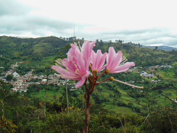 Pink flower with beautiful view of the village of Angostura in the background, village surrounded by mountains