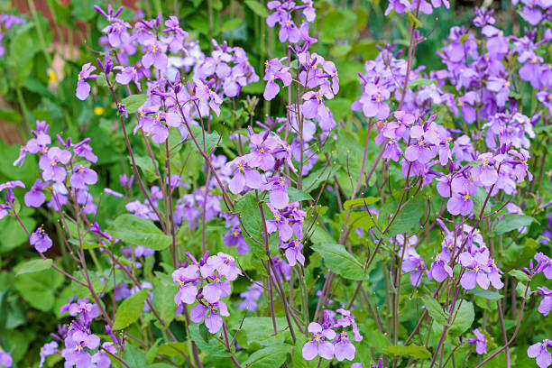 istock Many flowers of Dame's rocket bloom and are beautiful. 2209656669