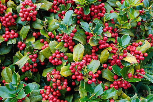 istock Many bright red seeds of seaside holly. 2209656715