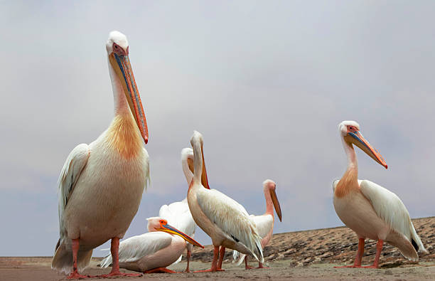 istock A flock of white pelicans against a dramatic sky 2209658286