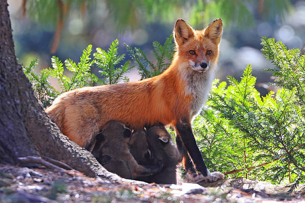 istock The mother fox nursing her babies in the forest, Canada 2209658677