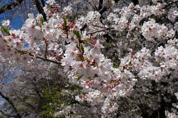 istock Cherry Blossoms of Kodaira 2209659167