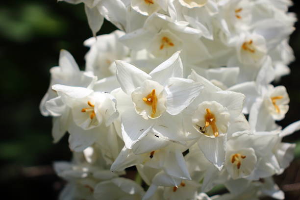 The sight of white narcissus flowers blooming together as if snuggling up to each other is like a beautiful harmony. Bathed in gentle light, their whiteness stands out even more, creating a peaceful space.