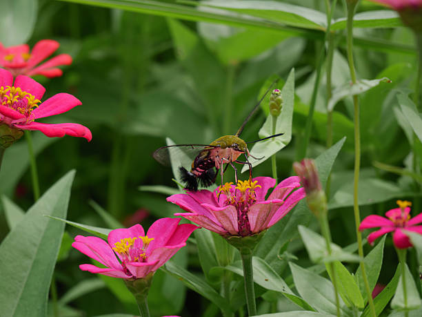 istock Pellucid Hawkmoth Pollinating Pink Zinnia Flower in Bloom 2209660783