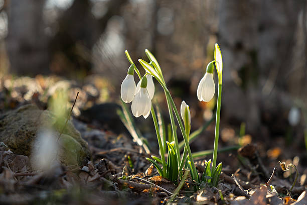 istock Snowdrops Galanthus nivalis in the forest close-up. 2209667007