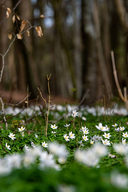 Anemone flowers in springtime in a Scandinavian forest/Denmark