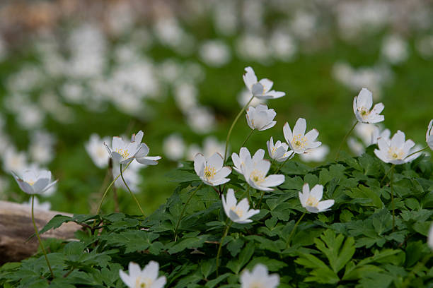 Anemone flowers in springtime in a Scandinavian forest/Denmark