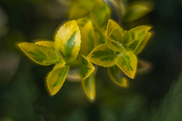 Euonymus japonicus Aureo-Marginata with variegated green-yellow leaves on blurred green background. Elegant background for natural design. Selective soft focus, place for text.