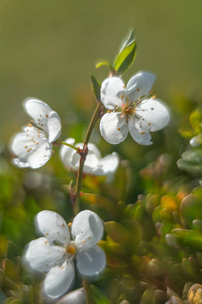 Colors of flowers at the beginning of spring.