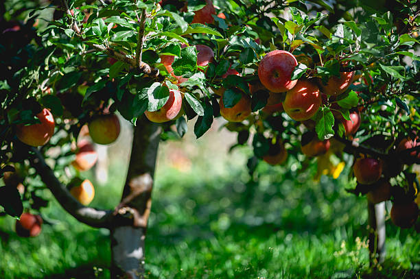 istock Red apples grow on tree in morning sunshine 2209672853