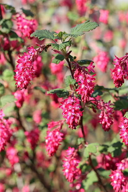 istock Red and pink flowering currant or Ribes sanguineum flowers in spring 2209673363