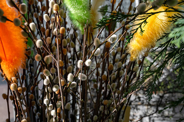 Pussy willow branches with colorful feathers in spring sunlight close-up