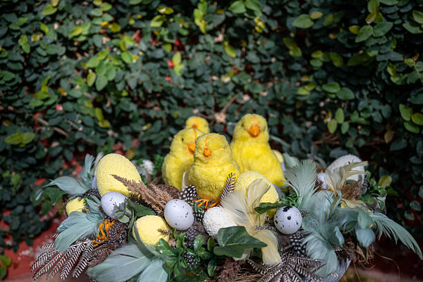 Easter nest with yellow chicks, speckled eggs, and feathers on natural background