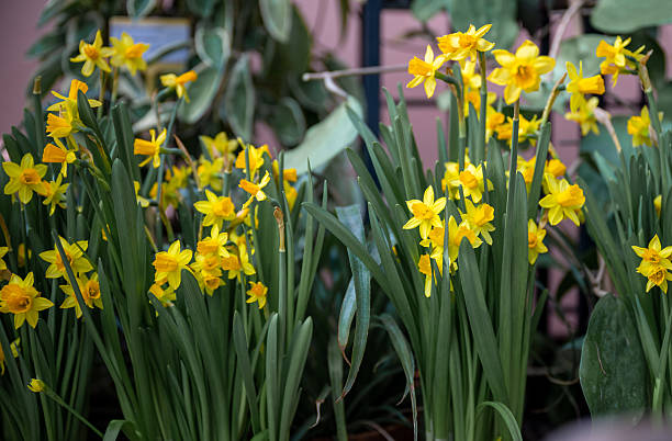istock Blooming yellow daffodils in terracotta pots o 2209675083